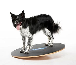 Border Collie on Wobble Board