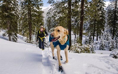 Dog in Ruffwear Polartrex winter boots with woman skinning uphill